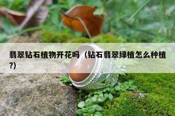 翡翠钻石植物开花吗（钻石翡翠绿植怎么种植?）