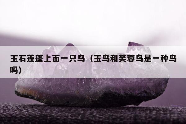 玉石莲蓬上面一只鸟（玉鸟和芙蓉鸟是一种鸟吗）