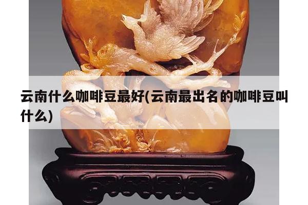 云南什么咖啡豆最好(云南最出名的咖啡豆叫什么)
