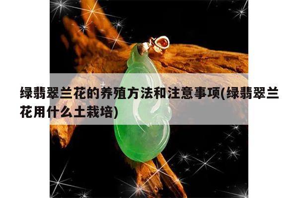绿翡翠兰花的养殖方法和注意事项(绿翡翠兰花用什么土栽培)
