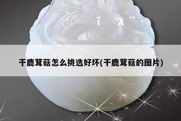 干鹿茸菇怎么挑选好坏(干鹿茸菇的图片)