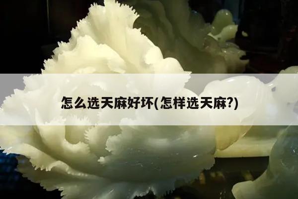 怎么选天麻好坏(怎样选天麻?)