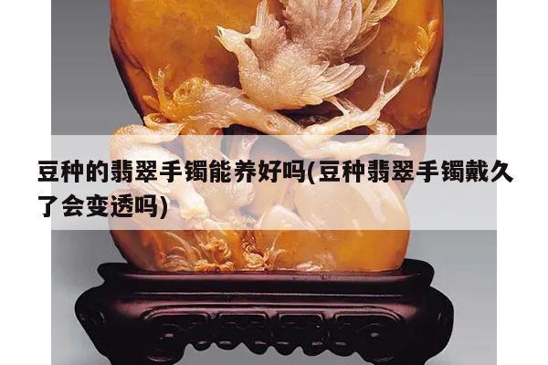 豆种的翡翠手镯能养好吗(豆种翡翠手镯戴久了会变透吗)