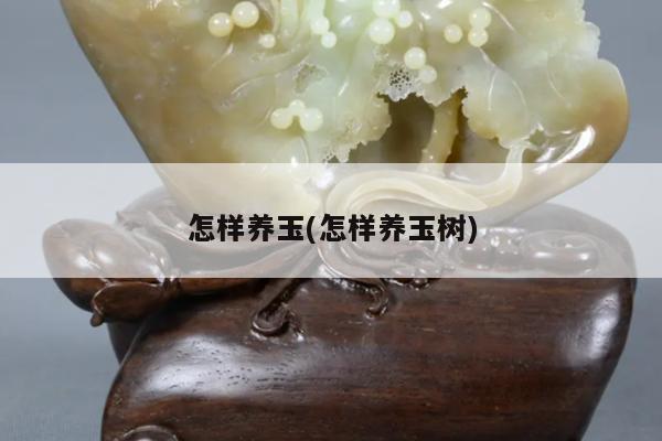 怎样养玉(怎样养玉树)