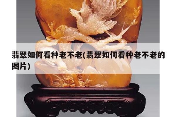 翡翠如何看种老不老(翡翠如何看种老不老的图片)