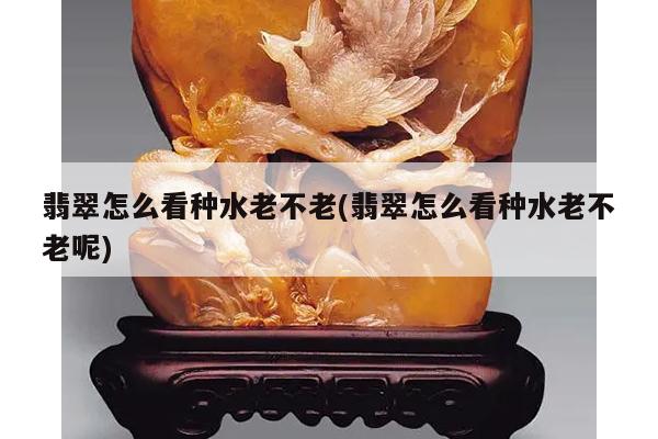 翡翠怎么看种水老不老(翡翠怎么看种水老不老呢)