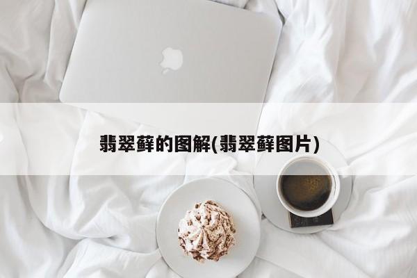 翡翠藓的图解(翡翠藓图片)