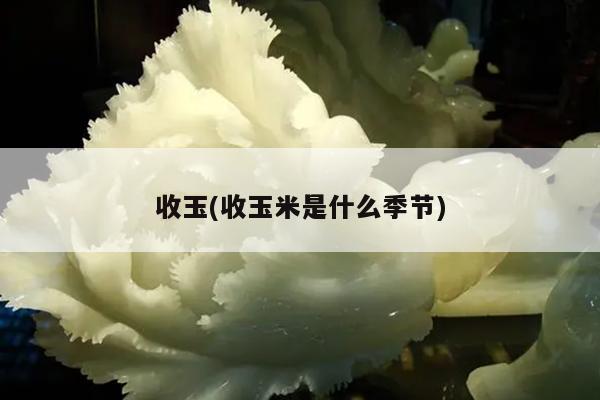 收玉(收玉米是什么季节)