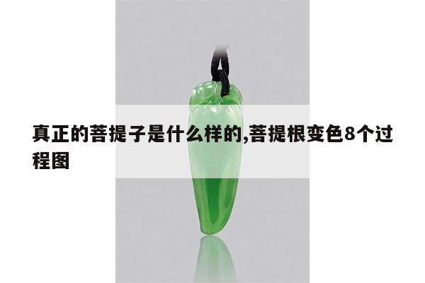 真正的菩提子是什么样的,菩提根变色8个过程图