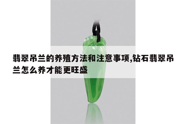 翡翠吊兰的养殖方法和注意事项,钻石翡翠吊兰怎么养才能更旺盛