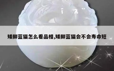 矮脚蓝猫怎么看品相,矮脚蓝猫会不会寿命短