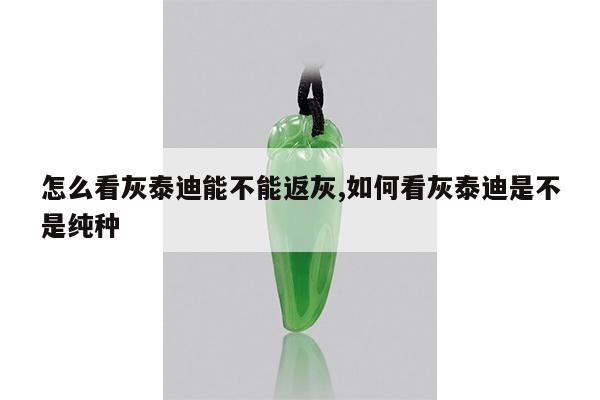 怎么看灰泰迪能不能返灰,如何看灰泰迪是不是纯种