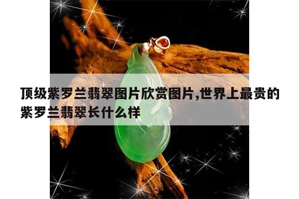 顶级紫罗兰翡翠图片欣赏图片,世界上最贵的紫罗兰翡翠长什么样