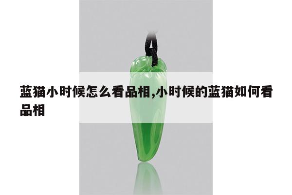 蓝猫小时候怎么看品相,小时候的蓝猫如何看品相