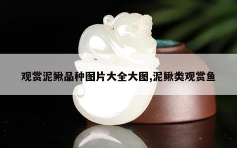 观赏泥鳅品种图片大全大图,泥鳅类观赏鱼