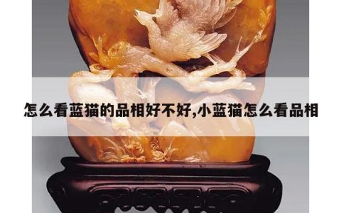怎么看蓝猫的品相好不好,小蓝猫怎么看品相